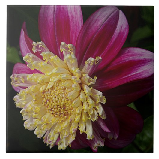 Pink Anemone Dahlia Bloom Floral Fliese (Vorderseite)