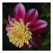 Pink Anemone Dahlia Bloom Floral Fotodruck (Vorne)