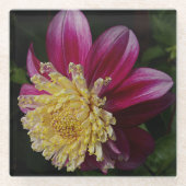Pink Anemone Dahlia Bloom Floral Glasuntersetzer (Vorderseite)