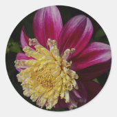 Pink Anemone Dahlia Bloom Floral Runder Aufkleber (Vorderseite)
