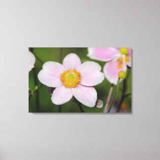 Pink Anemone Leinwanddruck