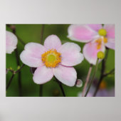 Pink Anemone Poster (Vorne)