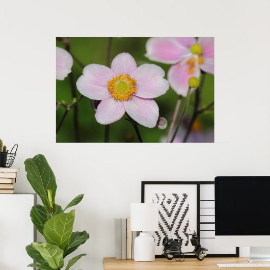 Pink Anemone Poster (Heimbüro)