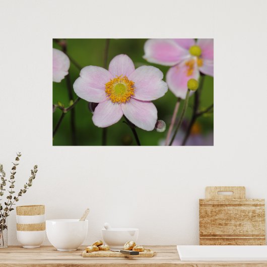 Pink Anemone Poster (Küche)