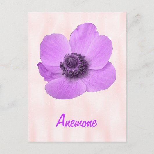 Pink-Anemone-Postkarte für Girl-Pink Postkarte (Vorderseite)