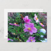 Pink Anemones Postkarte (Vorne/Hinten)