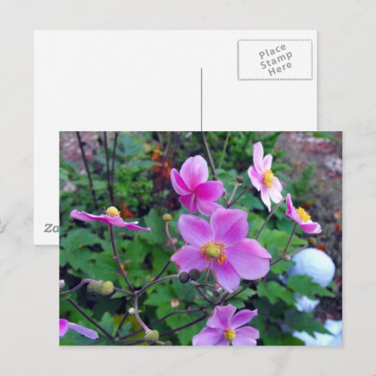 Pink Anemones Postkarte (Vorne/Hinten)