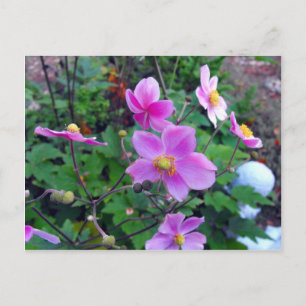 Pink Anemones Postkarte
