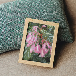 Pink Angel Wing Begonia Blume Fotodruck