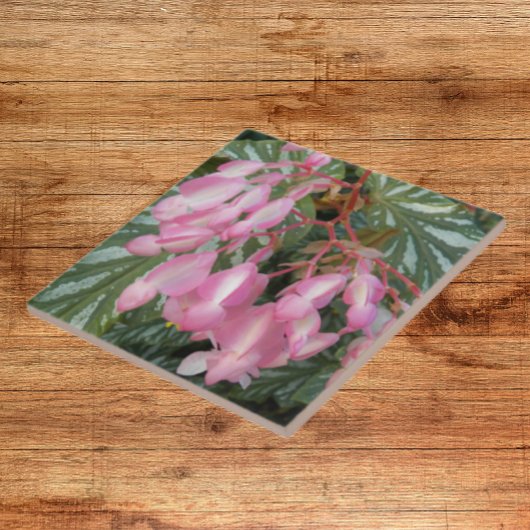Pink Angel Wing Begonia Floral Fliese