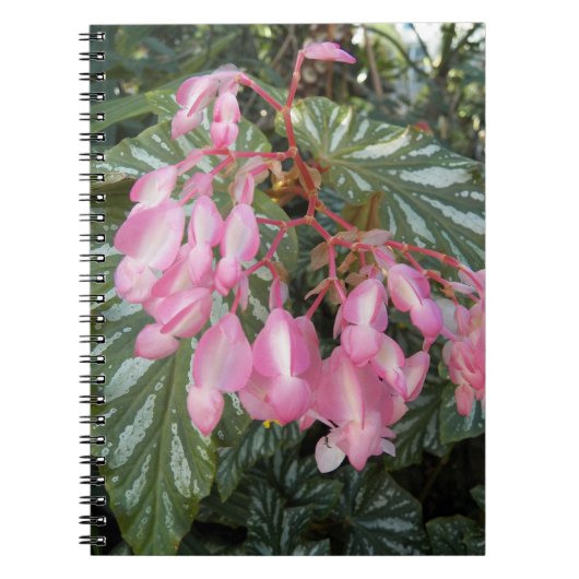 Pink Angel Wing Begonia Floral Notizblock (Vorderseite)