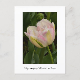 Pink 'Angelique' (Double Late Tulip) Postkarte