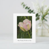 Pink 'Angelique' (Double Late Tulip) Postkarte (Stehend Vorderseite)