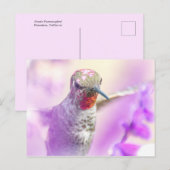 Pink Anna's Hummingbird fliegt über violette Blume Postkarte (Vorne/Hinten)