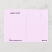 Pink Anna's Hummingbird fliegt über violette Blume Postkarte (Rückseite)