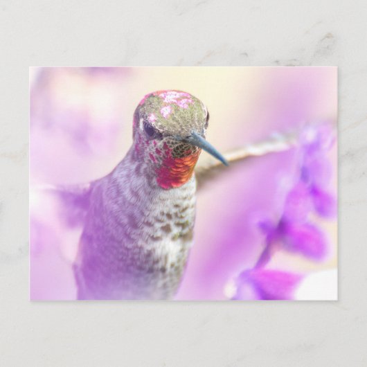 Pink Anna's Hummingbird fliegt über violette Blume Postkarte (Vorderseite)