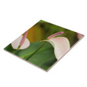 Pink Anthurium Blume Kauai Hawaii Fliese (Seite)