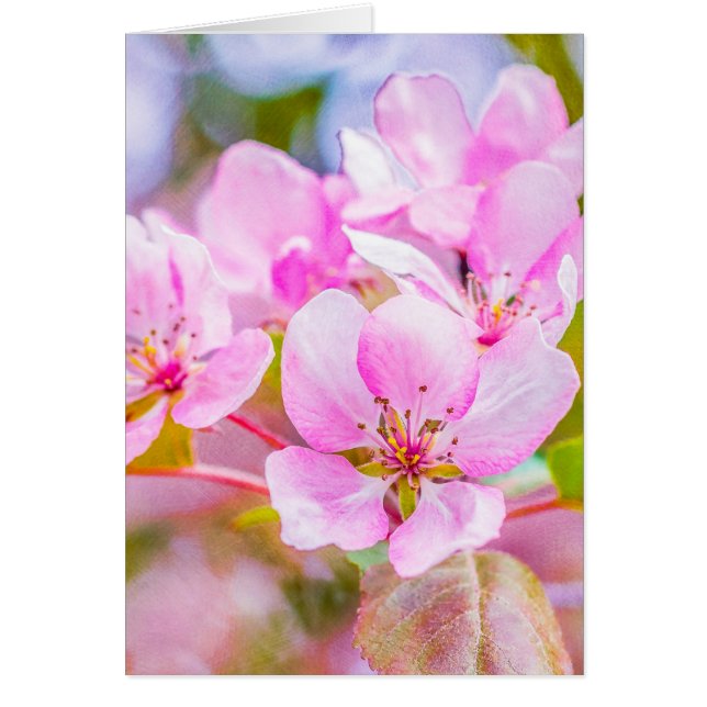 Pink Apple Blossom (Vorne)