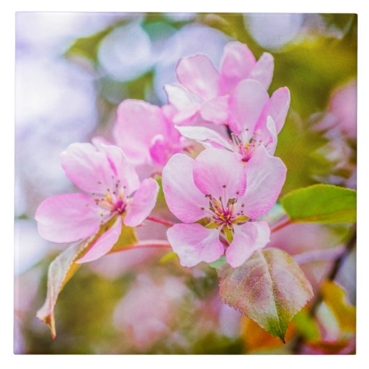 Pink Apple Blossom Fliese (Vorderseite)
