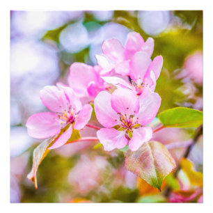 Pink Apple Blossom Fotodruck