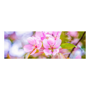 Pink Apple Blossom Fotodruck