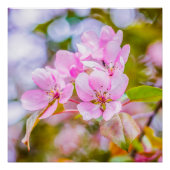 Pink Apple Blossom Poster (Vorderseite)