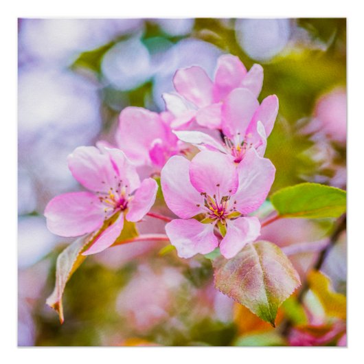 Pink Apple Blossom Poster (Vorderseite)