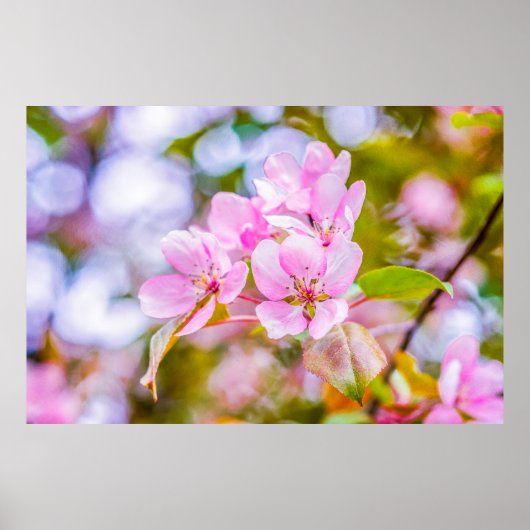 Pink Apple Blossom Poster (Vorne)