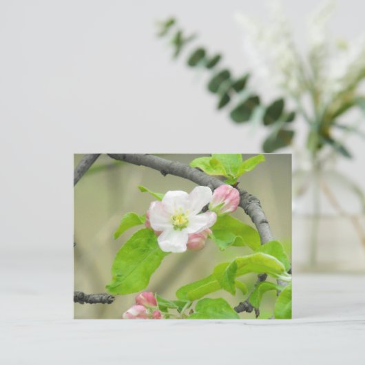 Pink Apple Blossom Postkarte (Stehend Vorderseite)