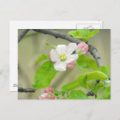 Pink Apple Blossom Postkarte (Vorne/Hinten)