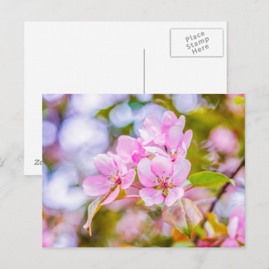 Pink Apple Blossom Postkarte (Vorne/Hinten)