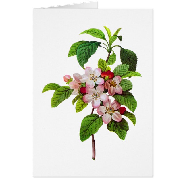 Pink Apple Blüten von Pierre Jopseph Redoute (Vorne)