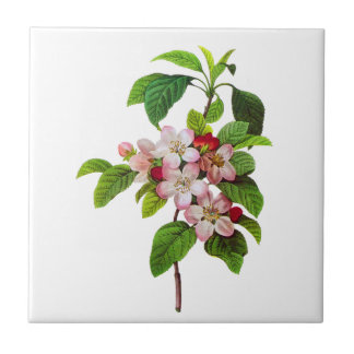 Pink Apple Blüten von Pierre Jopseph Redoute Fliese