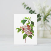 Pink Apple Blüten von Pierre Jopseph Redoute Postkarte (Stehend Vorderseite)