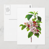 Pink Apple Blüten von Pierre Jopseph Redoute Postkarte (Vorne/Hinten)