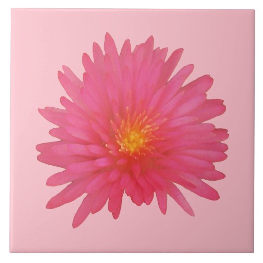 Pink Aptenia Blume auf der Keramik Tile Fliese (Vorderseite)