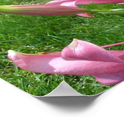 Pink Asiatic Lilies Poster (Ecke)