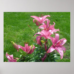 Pink Asiatic Lilies Poster