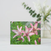 Pink Asiatic Lilies Postkarte (Stehend Vorderseite)