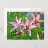 Pink Asiatic Lilies Postkarte (Vorne/Hinten)