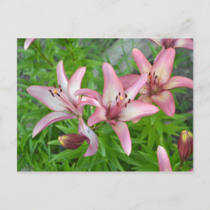 Pink Asiatic Lilies Postkarte