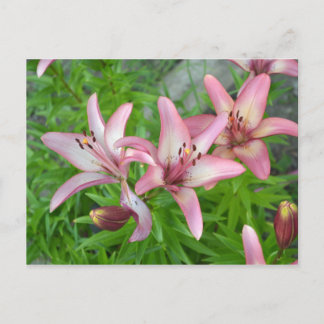 Pink Asiatic Lilies Postkarte
