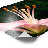 Pink Asiatische Liege geschlossen Fotodruck (Ecke)