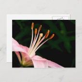 Pink Asiatische Liege Postkarte (Vorne/Hinten)