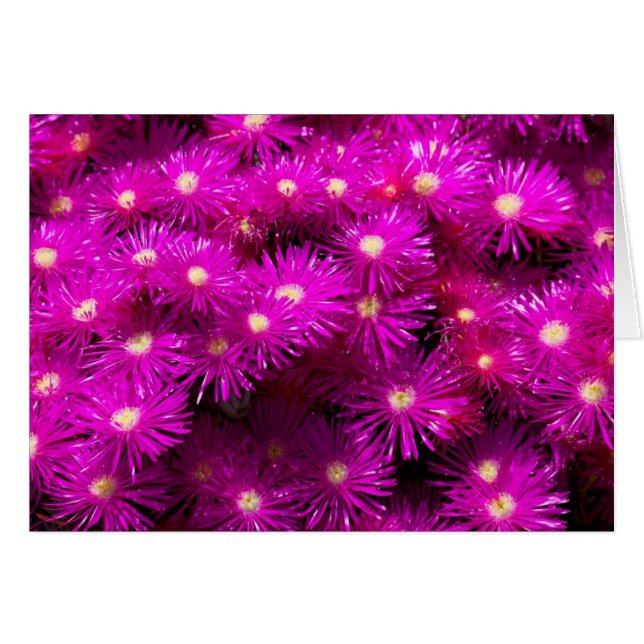 Pink-Aster-Blume (Vorderseite (Horizontal))