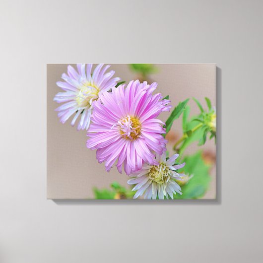Pink Aster Blume Blumenstrauß Leinwand Printmedien (Vorderseite)