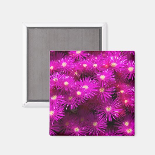 Pink-Aster-Blume Magnet (Vorderseite/Rückseite)
