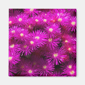 Pink-Aster-Blume Magnet (Vorne)