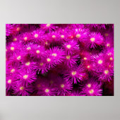 Pink-Aster-Blume Poster (Vorne)