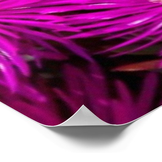 Pink-Aster-Blume Poster (Ecke)